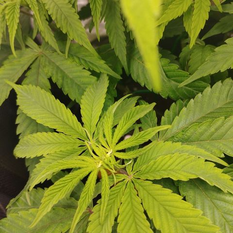 Zkittles growlog timeline photo