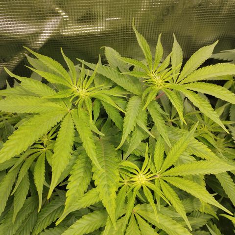 Zkittles growlog timeline photo