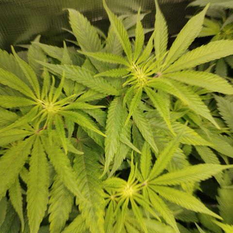 Zkittles growlog timeline photo