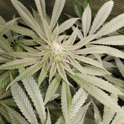 Zkittles growlog timeline photo