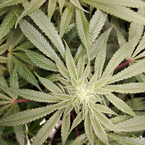 Zkittles growlog timeline photo
