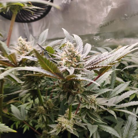 Zkittles growlog timeline photo