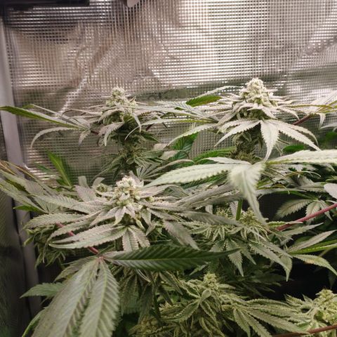 Zkittles growlog timeline photo