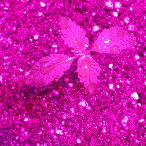 Roxinha growlog timeline photo