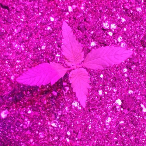 Roxinha growlog timeline photo