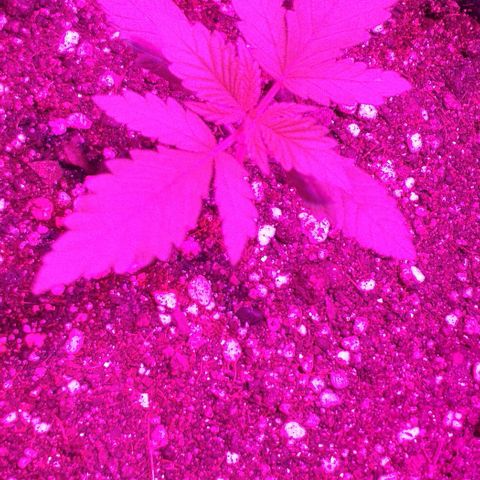 Roxinha growlog timeline photo