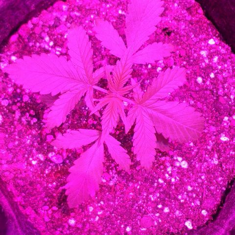 Roxinha growlog timeline photo