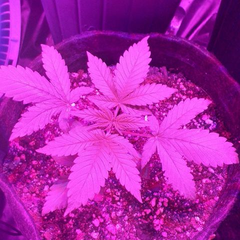 Roxinha growlog timeline photo
