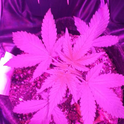Roxinha growlog timeline photo