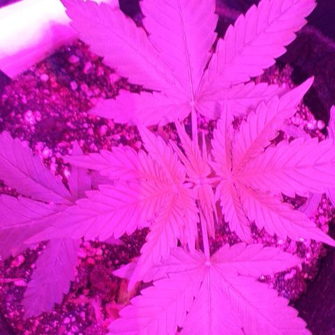 Roxinha growlog timeline photo