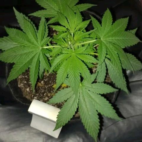 Roxinha growlog timeline photo