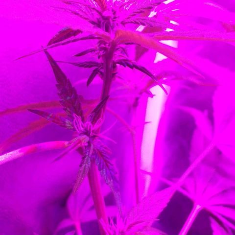 Roxinha growlog timeline photo