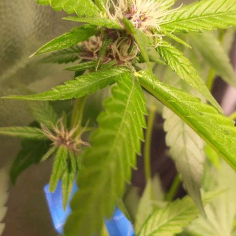 Roxinha growlog timeline photo