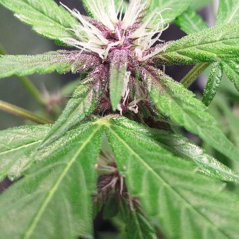 Roxinha growlog timeline photo