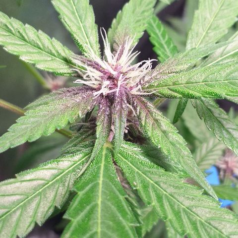 Roxinha growlog timeline photo