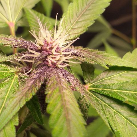 Roxinha growlog timeline photo
