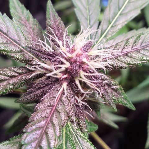 Roxinha growlog timeline photo