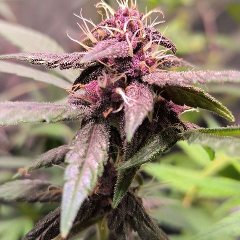 Roxinha growlog timeline photo