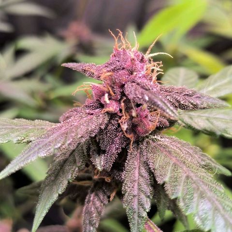 Roxinha growlog timeline photo
