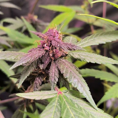 Roxinha growlog timeline photo