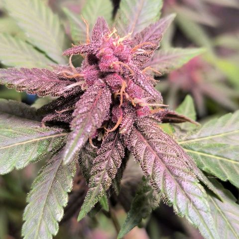 Roxinha growlog timeline photo
