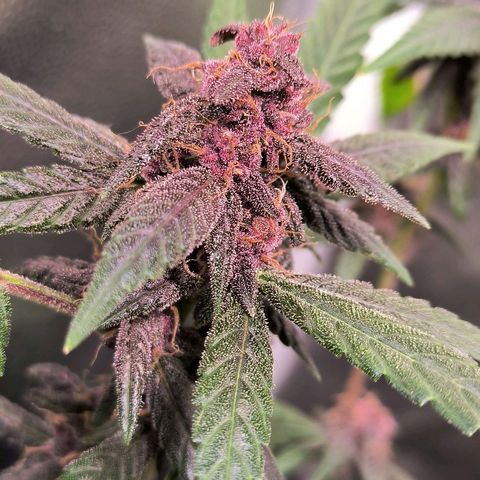 Roxinha growlog timeline photo