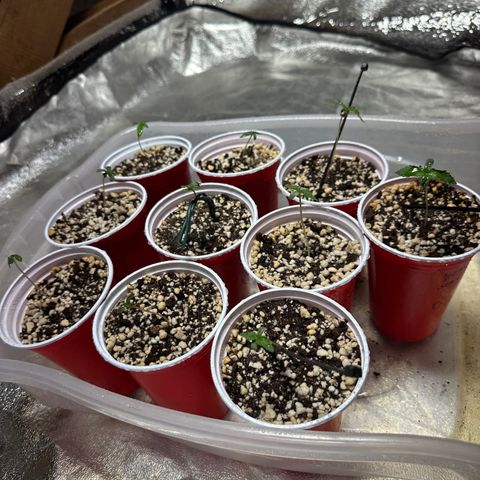 Critical +2 XXL Auto growlog photo: Tudo ok por aqui . 