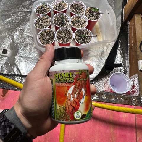 Critical +2 XXL Auto growlog photo: Tudo ok por aqui . 
