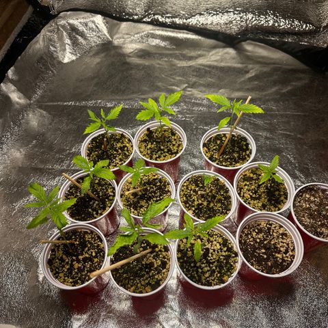 Critical +2 XXL Auto growlog photo: Tudo ok ! Primeira rega ! 