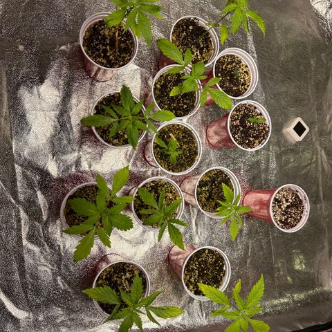 Critical +2 XXL Auto growlog photo: Meninas estão bem ! Algumas desenvolve melhor . 
