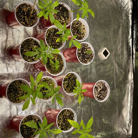 Critical +2 XXL Auto growlog photo: Meninas estão bem ! Algumas desenvolve melhor . 