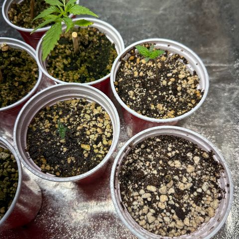 Critical +2 XXL Auto growlog photo: Meninas estão bem ! Algumas desenvolve melhor . 