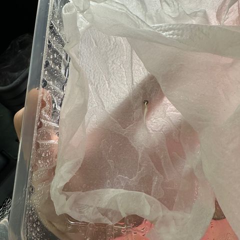 OBG Kush growlog photo: Duas com 10 dias da semeadura e uma com 5 dias de semeadura.