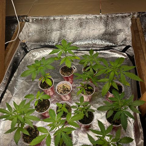 Critical +2 XXL Auto growlog photo: Todas lindas e maravilhosas 