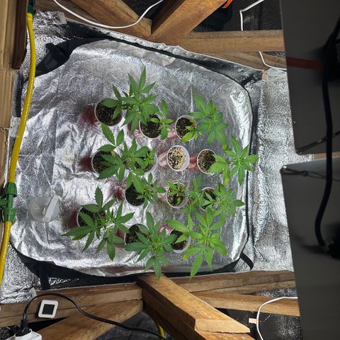 Critical +2 XXL Auto growlog photo: Todas lindas e maravilhosas 
