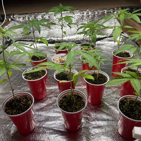 Critical +2 XXL Auto growlog photo: Todas lindas e maravilhosas 