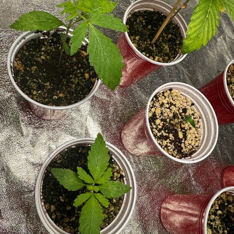 OBG Kush growlog timeline photo