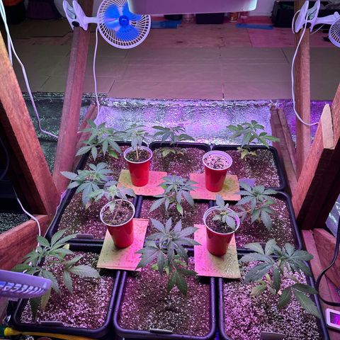 Critical +2 XXL Auto growlog timeline photo