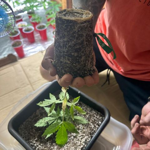 Critical +2 XXL Auto growlog timeline photo