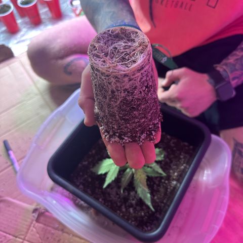 Critical +2 XXL Auto growlog timeline photo