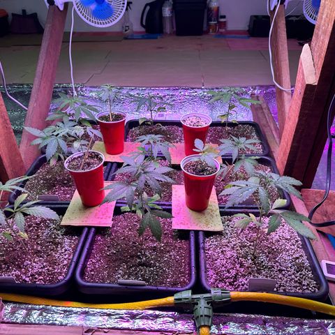Critical +2 XXL Auto growlog timeline photo