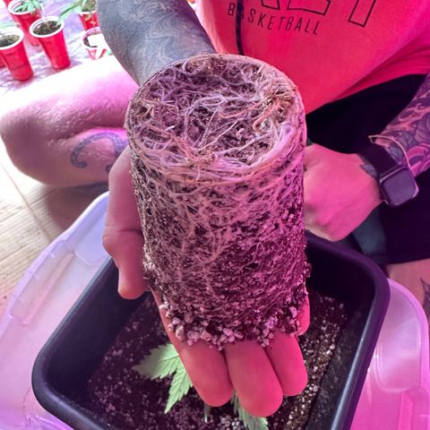 Critical +2 XXL Auto growlog timeline photo