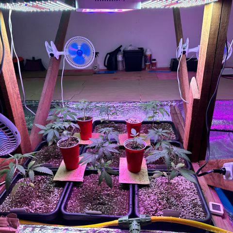 Critical +2 XXL Auto growlog timeline photo