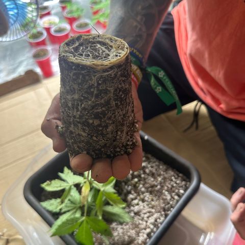 Critical +2 XXL Auto growlog timeline photo