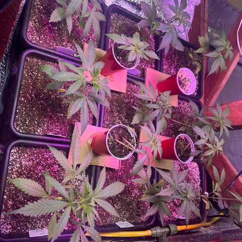Critical +2 XXL Auto growlog photo: Vem meninas ❤️