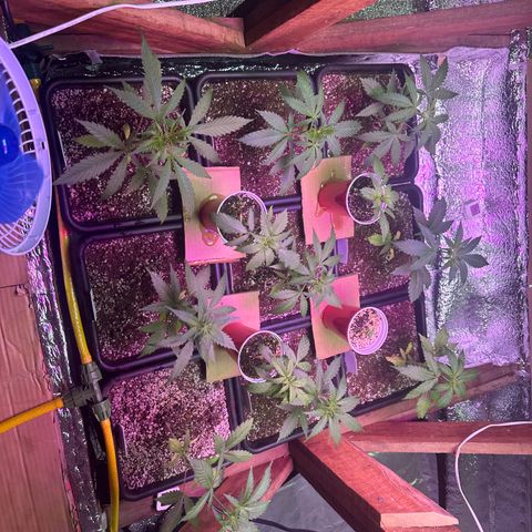 Critical +2 XXL Auto growlog photo: Vem meninas ❤️