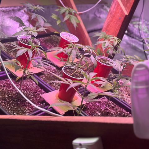 Critical +2 XXL Auto growlog photo: Vem meninas ❤️