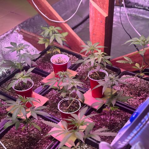Critical +2 XXL Auto growlog photo: Vem meninas ❤️