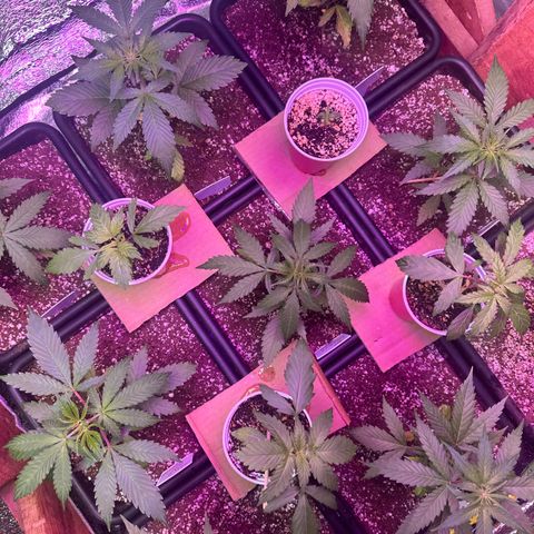 Black Dom XXL Auto growlog timeline photo