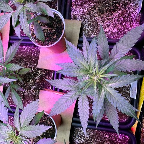 Critical +2 XXL Auto growlog photo: She’s fine 